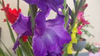 # MANAS TVПРЕДСТАВЛЯЕТ Собиру в ладошки счастье..подарю 