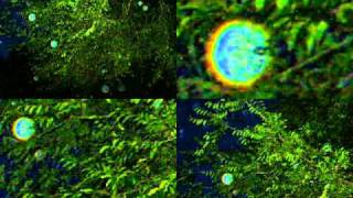 Orbs Slideshow.mpeg
