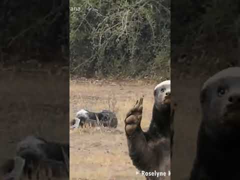 Terrible Batalla Vs El Tejón De La Miel Y Pitón - #shorts  #animalessalvajes #honey #animales #fauna