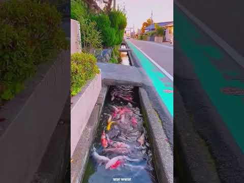 Japanese drain System #shorts #shortvideo #facts