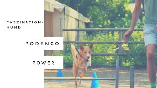Podenco Power