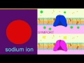 Sodium Transport and Nephron Function