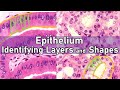 Identifying Types of Epithelial Tissue