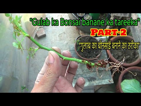 How to Train a Rose Plant into a Stunning Bonsai | गुलाब बोनसाई बनाने की Step-by-Step Guide (Part-2)