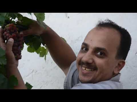 ازرع عنب على السطح والبكونة بسهولة