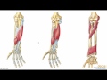 Anatomía del Antebrazo