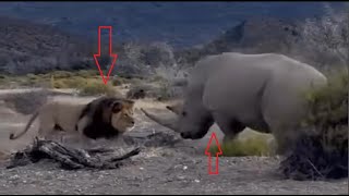 Most Insane Animal Fights Ever Caught on Camera | Wildest Animal Attacks & Real Predator Battles!!!