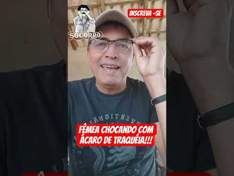 Fêmea chocando com ácaro de traquéia #aves #noticias #passaros #tutorial #animais