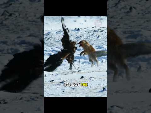 Eagle vs. Fox: Winter Survival Showdown..