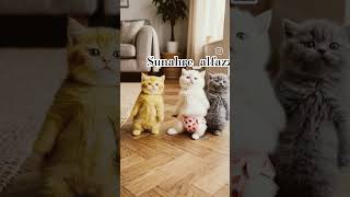 Cute Cat funny dance #cat #cute #funnycats #funnyvideo #funny dance #pets #ytshorts #catvideos#viral