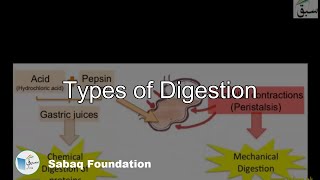 Mechanical and Chemical Digestion