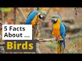 Bird Adaptations and Characteristics
