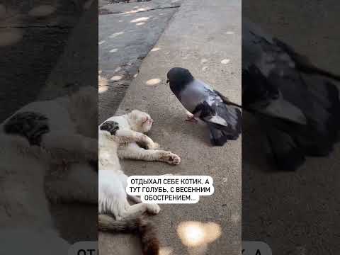 Любовь зла... #shorts #приколы