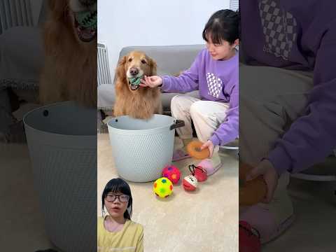 GUKGUK HELPING MOM PUT IN THE TOYS :) #shorts #funny #cutedog #fyp