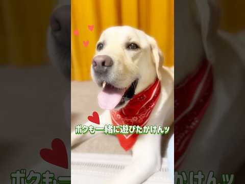 ハンちゃんのお気に入りのボールでボクも遊びたかとです✨🐰✨🐶💦