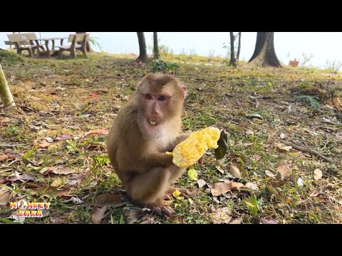 In the forest there was little food, Monkey Kaka ate the corn that his dad brought her