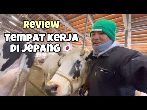 TEMPAT KERJA BAJIDOT DI JEPANG‼️kandang sapi | tki Jepang