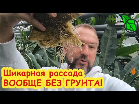 Не торопитесь покупать ГРУНТ: ПРОСТО ШИКАРНАЯ РАССАДА ВООБЩЕ БЕЗ ЗЕМЛИ! Без мух и аллергии.