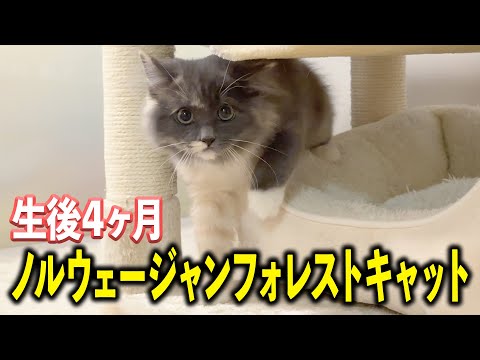 【緊急】かわいい子猫がやってきた！！