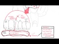 Vitamin B12 Deficiency and Absorption