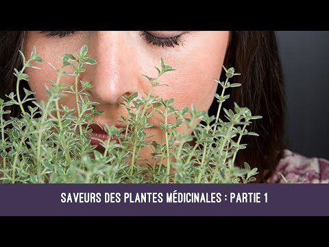 Saveurs des plantes médicinales : partie 1 (amer, astringent, doux)