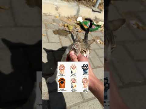 Kedinin patisine bakıp karakter analizi yapıyorum 🙂