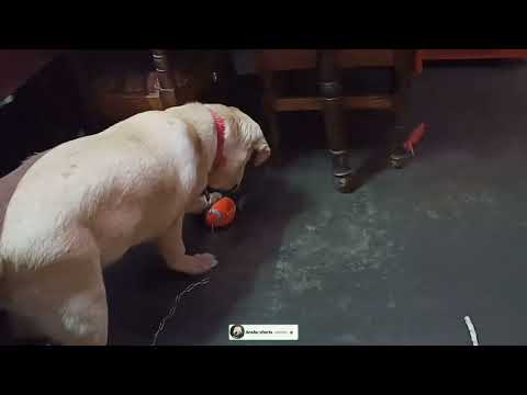 Golu got mad after getting new ball😂 Labrador dog funny video 🐕❤️