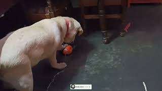 Golu got mad after getting new ball😂 Labrador dog funny video 🐕❤️