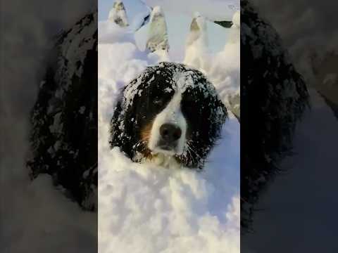 Funny puppy #shorts #animals #dog #funny