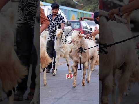 Khan Goat Farm Mumbra 🔥👑 #bakraeid #bakraeid2024 #bakraeidspecial #bakra #goats #trending #biggoats