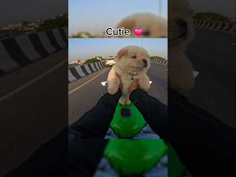 Cute puppy ride zx10r ♥️ #shorts #zx10r #rider #puppy #shortvideo #trending #kawasaki10r #bikelover