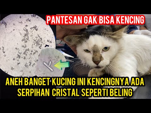 Astagfirullah Kucing Ini Penyakitnya Berat Ada Serpihan Kristal Seperti Beling Di Dalam Perut‼️