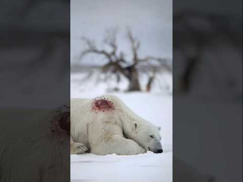 Polar bear injured rescue old man and dog #polarbear #rescue #shorts