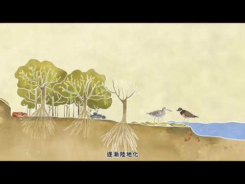 紅樹林動畫 - YouTube