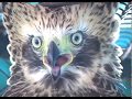 Wildlife Rescue and Poaching in Cambodia