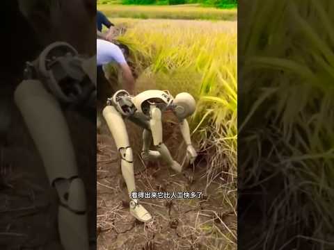 Robot cutting paddy #viralshorts #robot #shorts #ytshorts