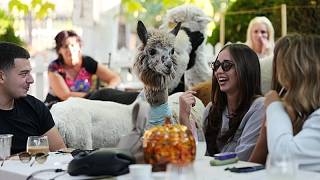 YouTube video thumbnail: This Serbian Cafe Lets you Enjoy Your Coffee Alongside Alpacas