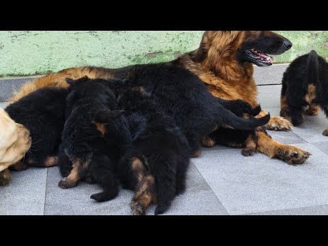 German shepherd puppies for Sale long haired Kci registered dark tan color