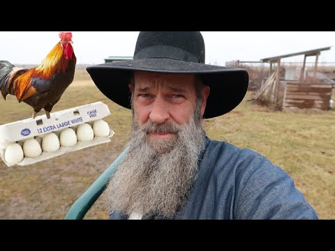 Amish WARNING about Chickens and Eggs!