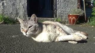 Sushi Video 02