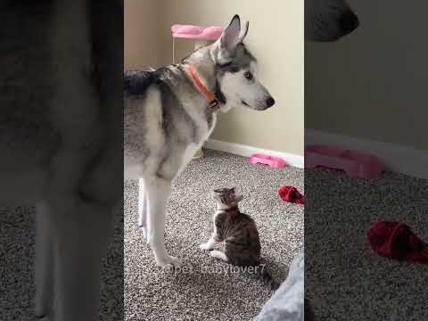 Cat vs dog 😼#cat #funny #funnyanimals