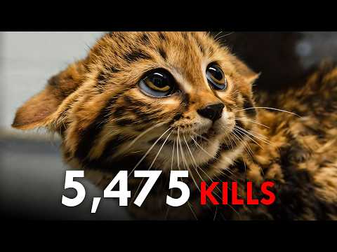 Cute but Lethal: The 10 Deadliest Small Cats