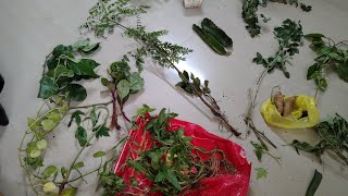 తోటలోమొక్కలకు తోడు ఇవన్నీతెచ్చినాటా|Haritha vijayanagaram garden meet @applemangoteluguchannel