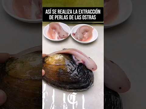 🐚Así se realiza la extracción de perlas de ostras, la perla más cara del mundo #ciencia #biologia