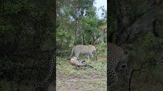 Female Leopard Vies for a Male’s Attention!