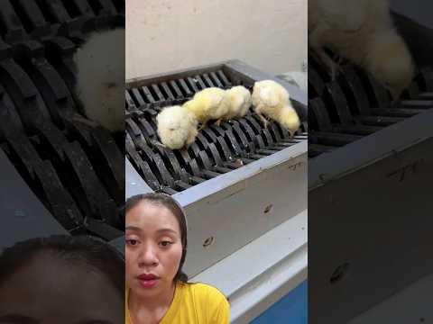 tránh xa chiếc máy đó ra gà ơi 😶#shortvideo