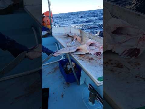 seven galler shark part 1 Tasmanian fishing life