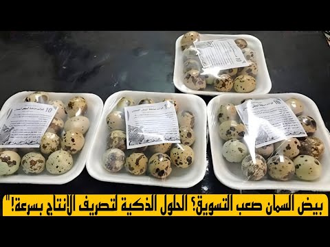بيض السمان صعب التسويق؟ الحلول الذكية لتصريف الإنتاج بسرعة!