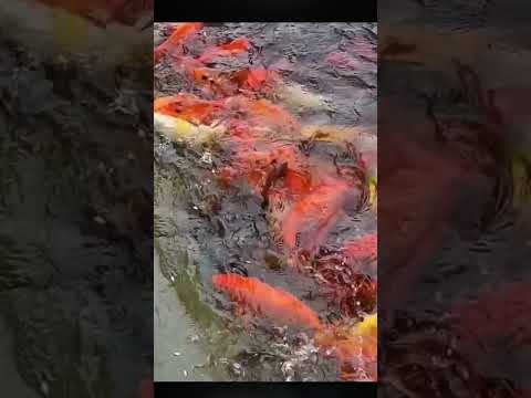 The snake failed to catch fish #amazing #shorts