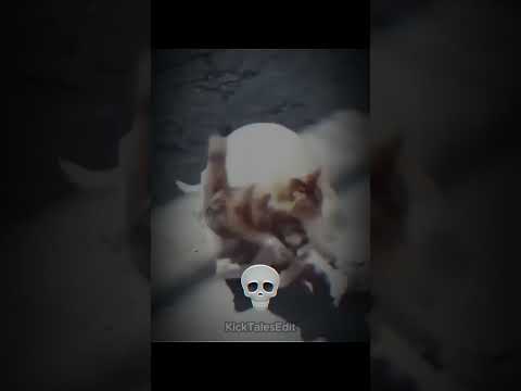 MOTHER CATS PROTECTING 💀 part 2